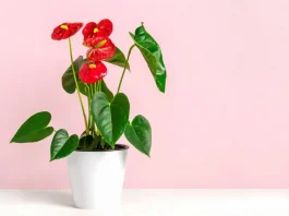 Why-Propagate-Anthuriums